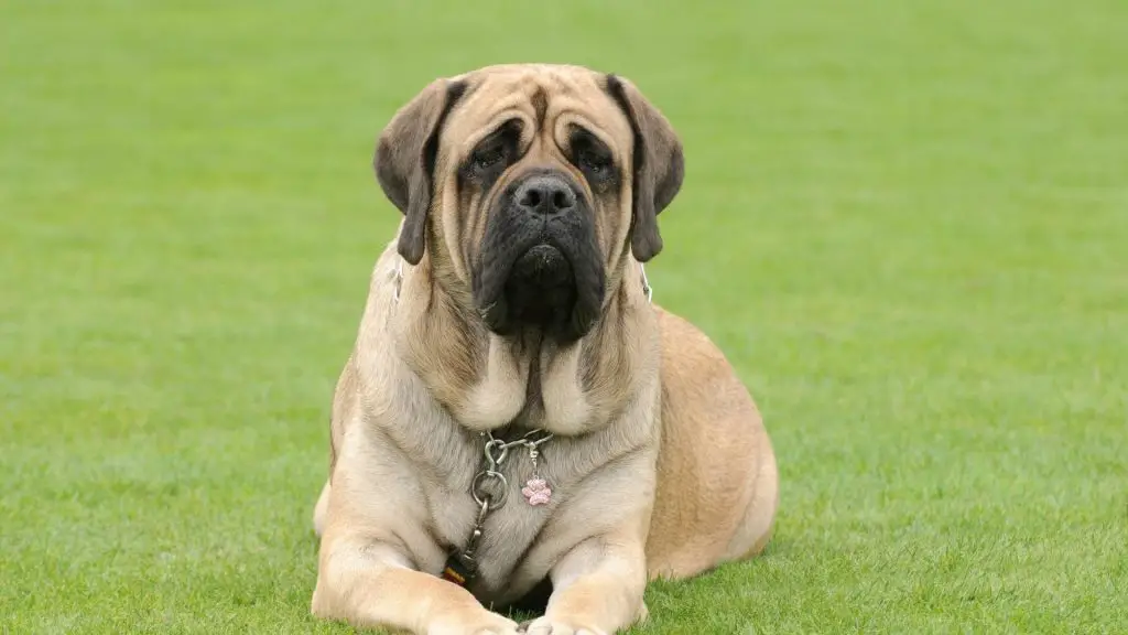 English Mastiff bite force