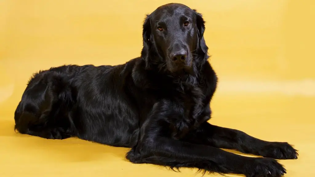 black Flat-Coated Retriever