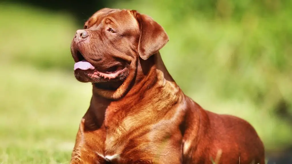 French Mastiff bite force