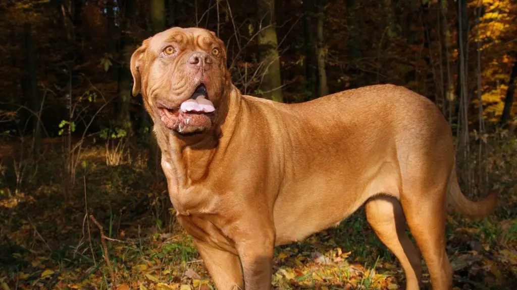 French Mastiff bite force