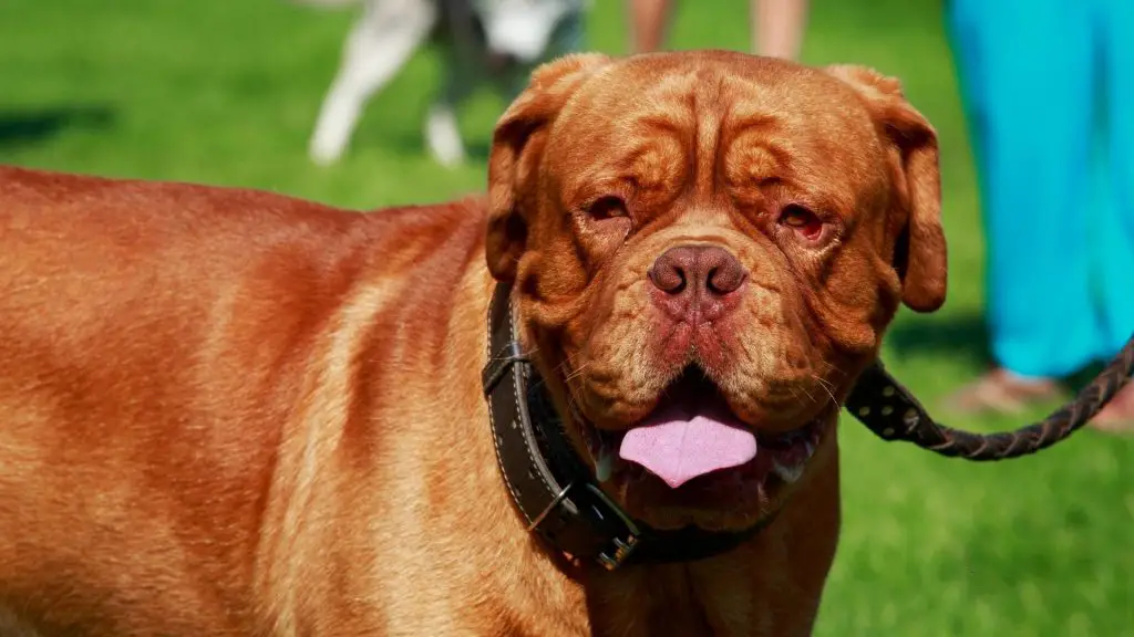 French Mastiff bite force