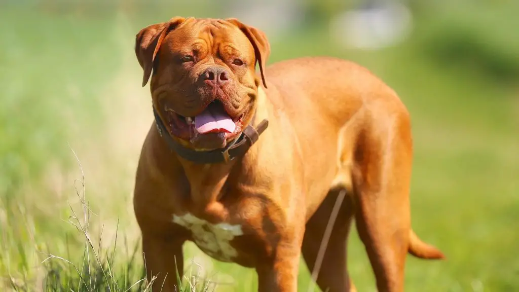 French Mastiff bite force