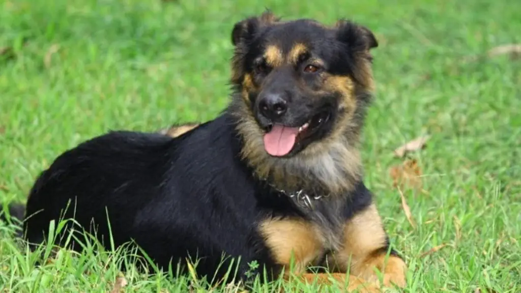 German Shepherd Husky Rottweiler Mix