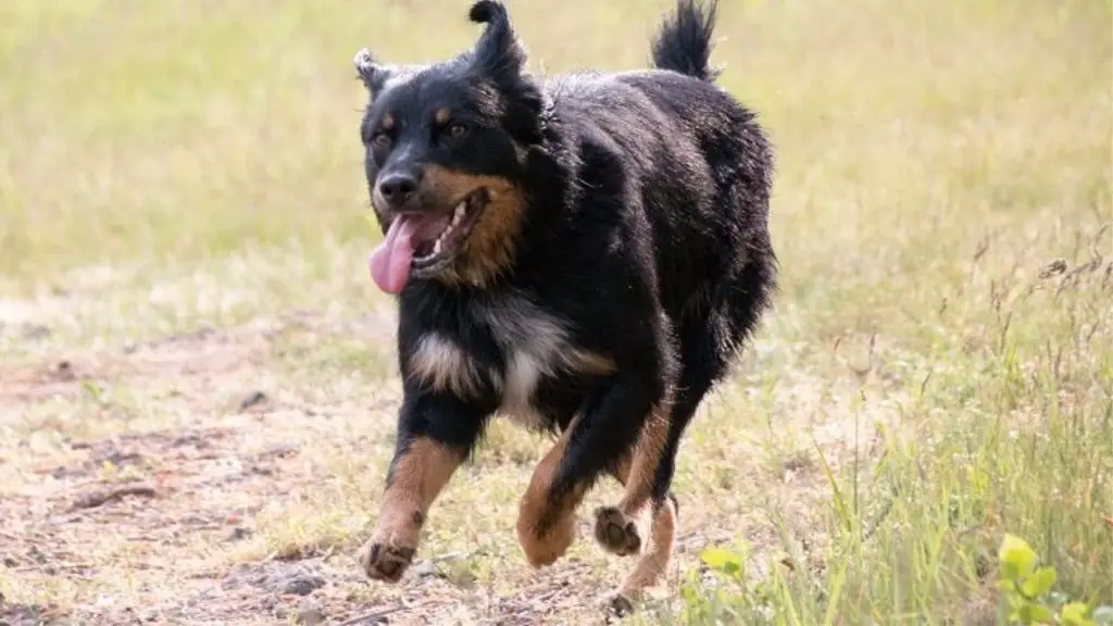 German Shepherd Husky Rottweiler Mix