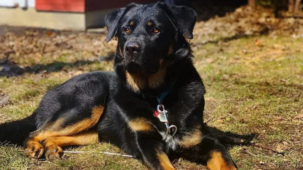 German Shepherd Husky Rottweiler Mix