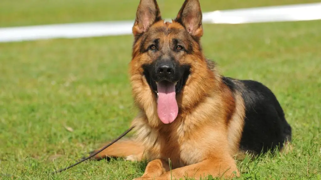 German Shepherd