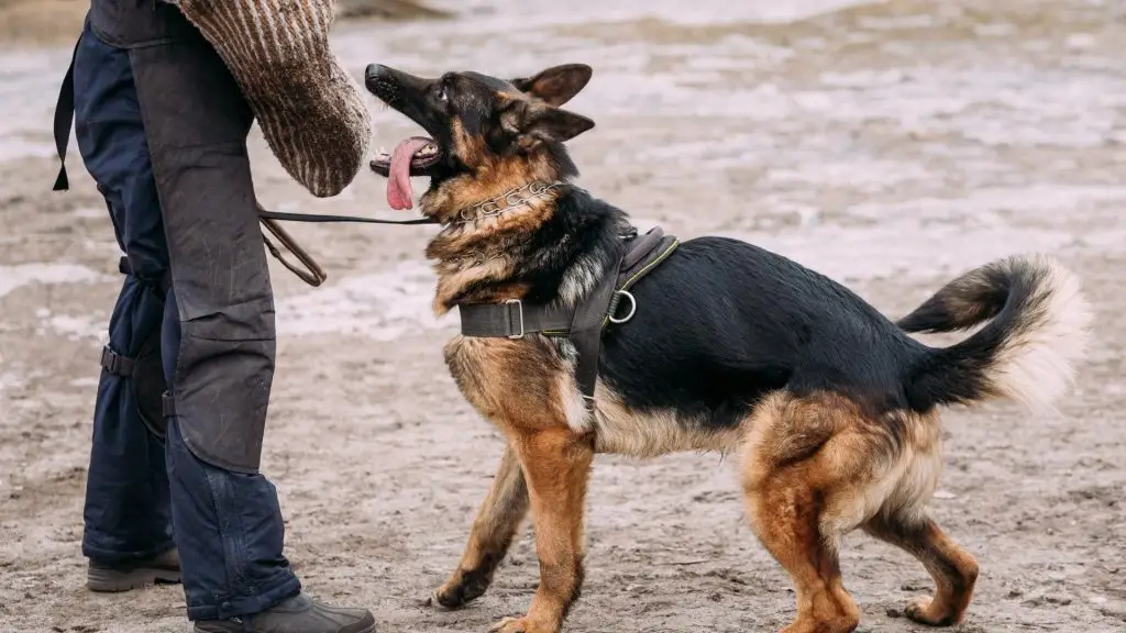 German shepherd bite force