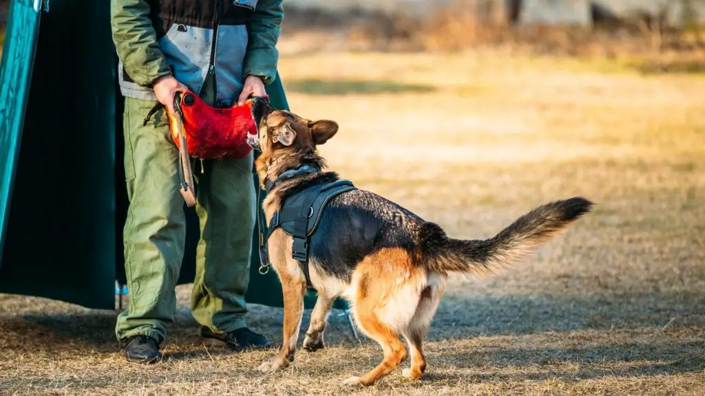 German shepherd bite force