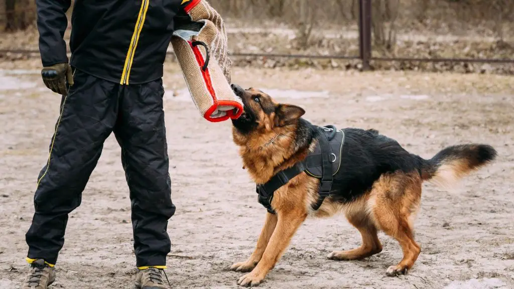 German shepherd bite force