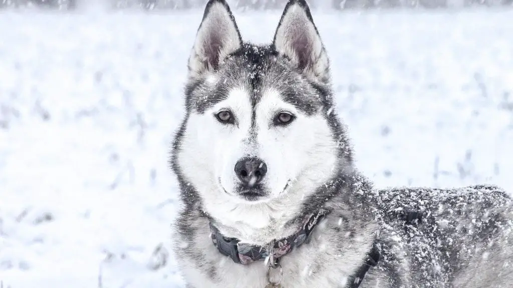 husky