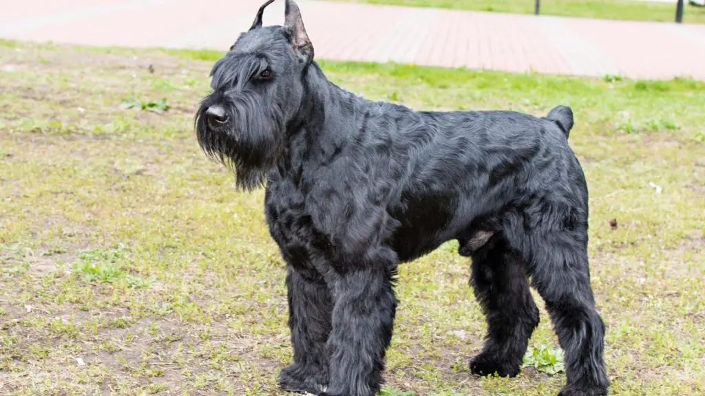 Giant black Schnauzer