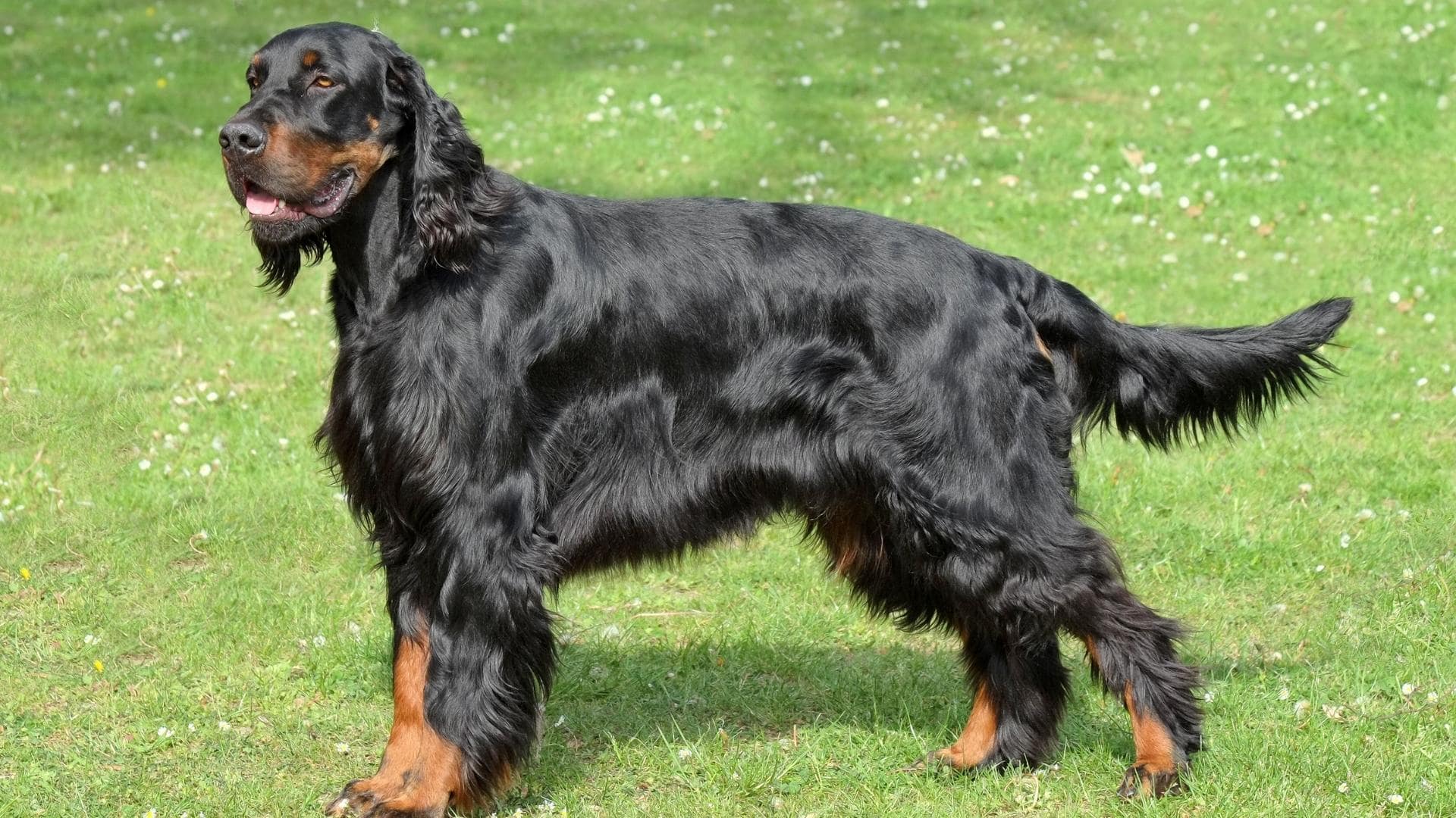 15 Big Fluffy Long Haired Black Dog Breeds (W/ Pictures)