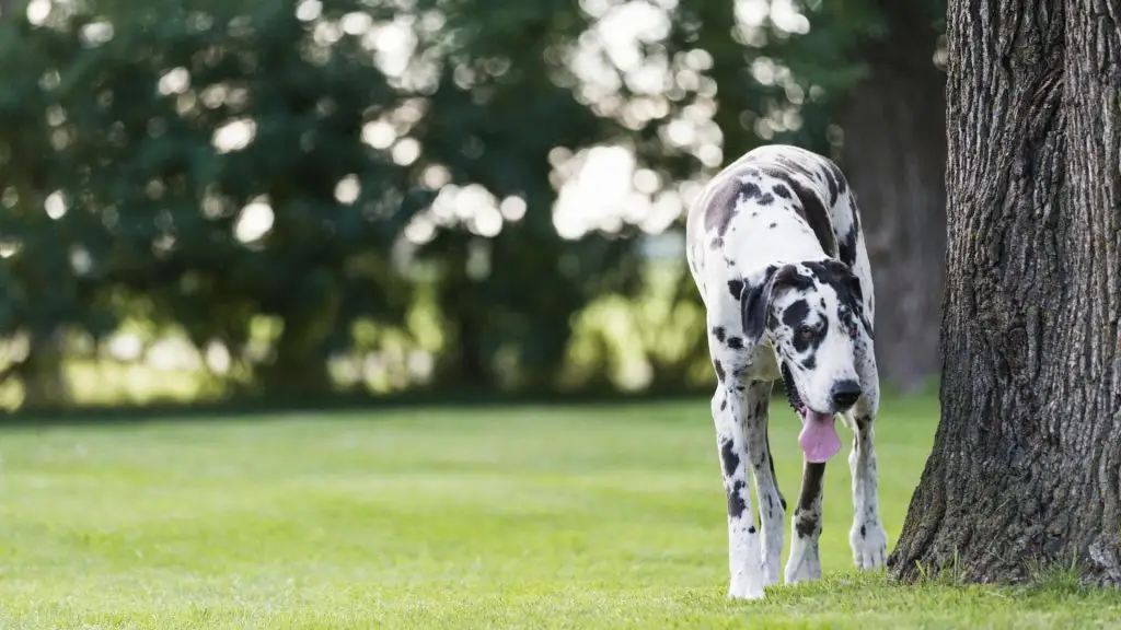 big black and white dog - Great Dane