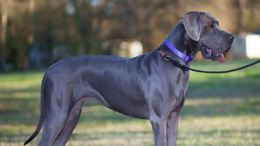 Great Dane