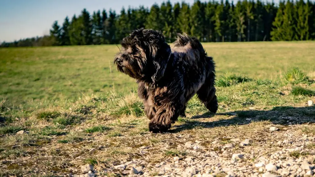 small fluffy black dog - Havanese