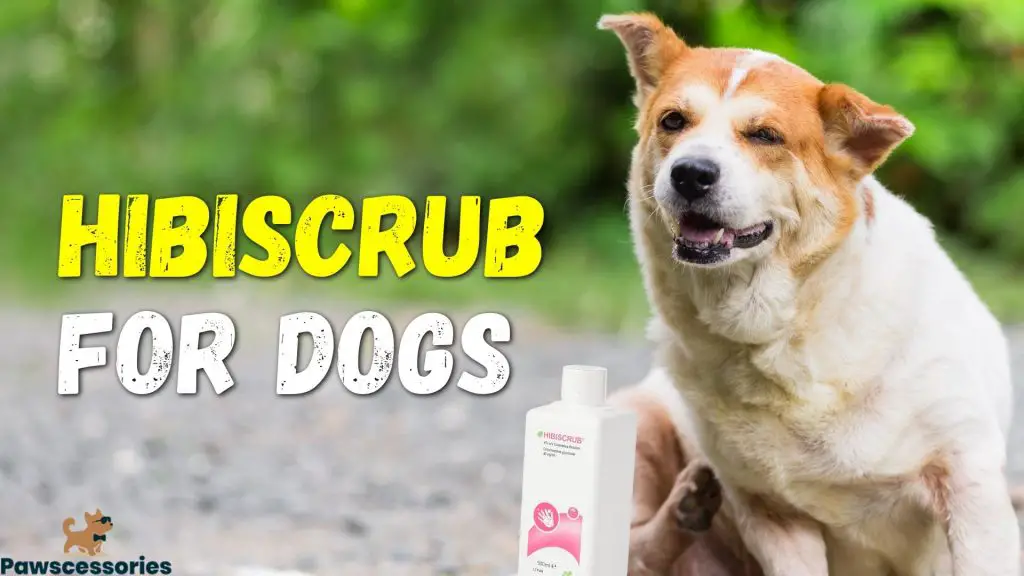 Hibiscrub For Dogs