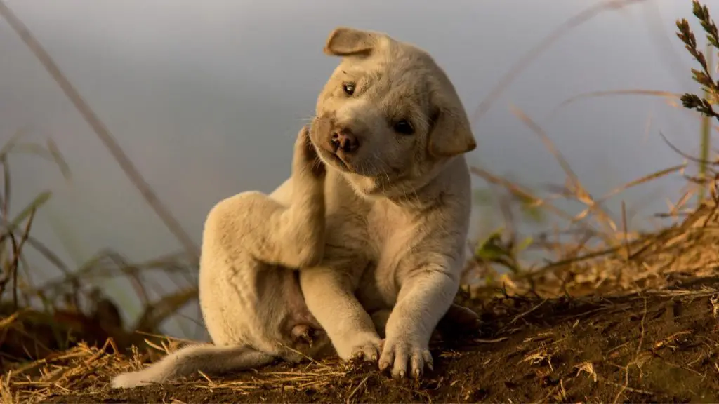 Hibiscrub For Dogs with itchy skin