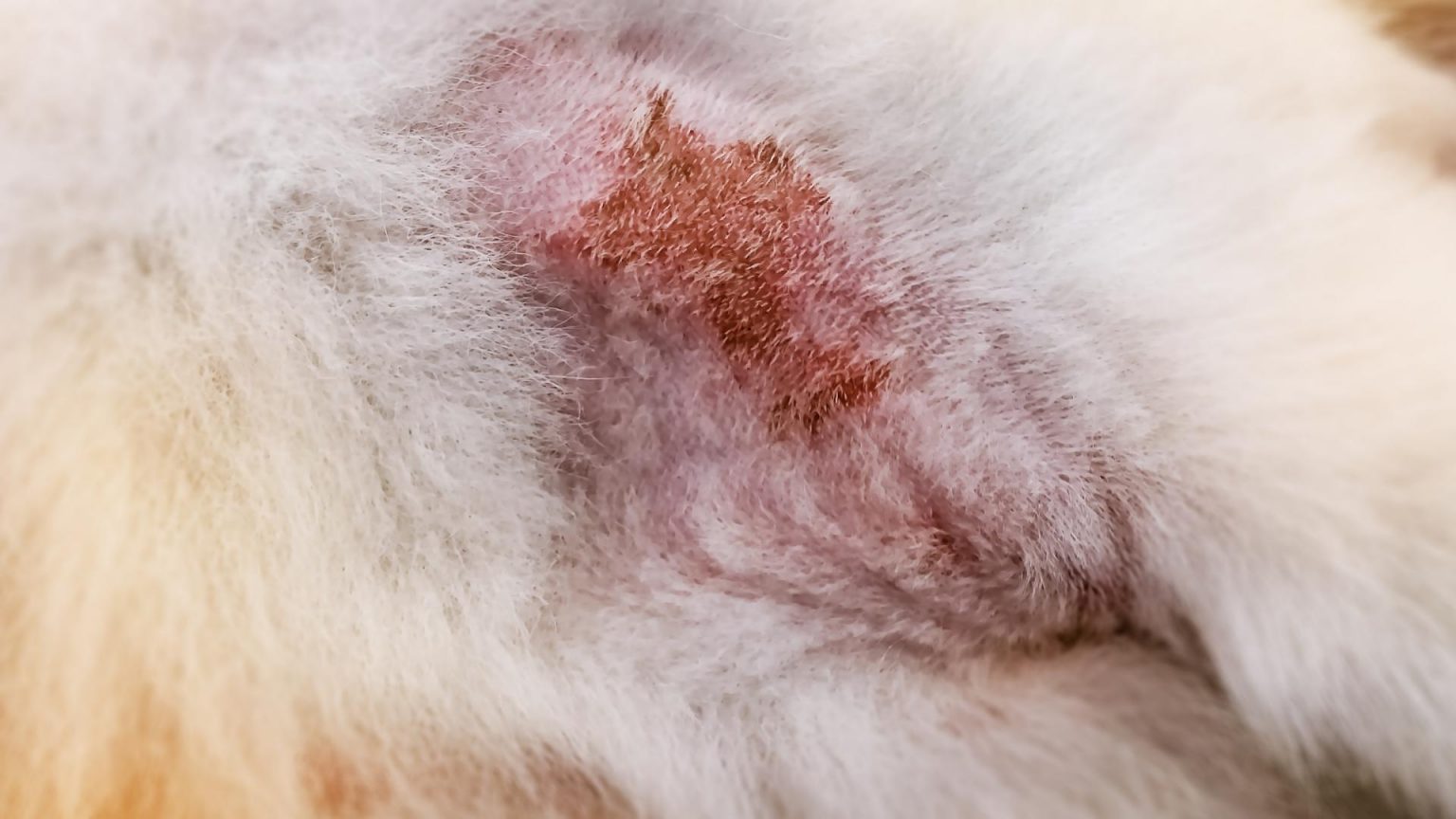 Complete Guide: How To Use Hibiscrub For Dogs (Vet Answers)