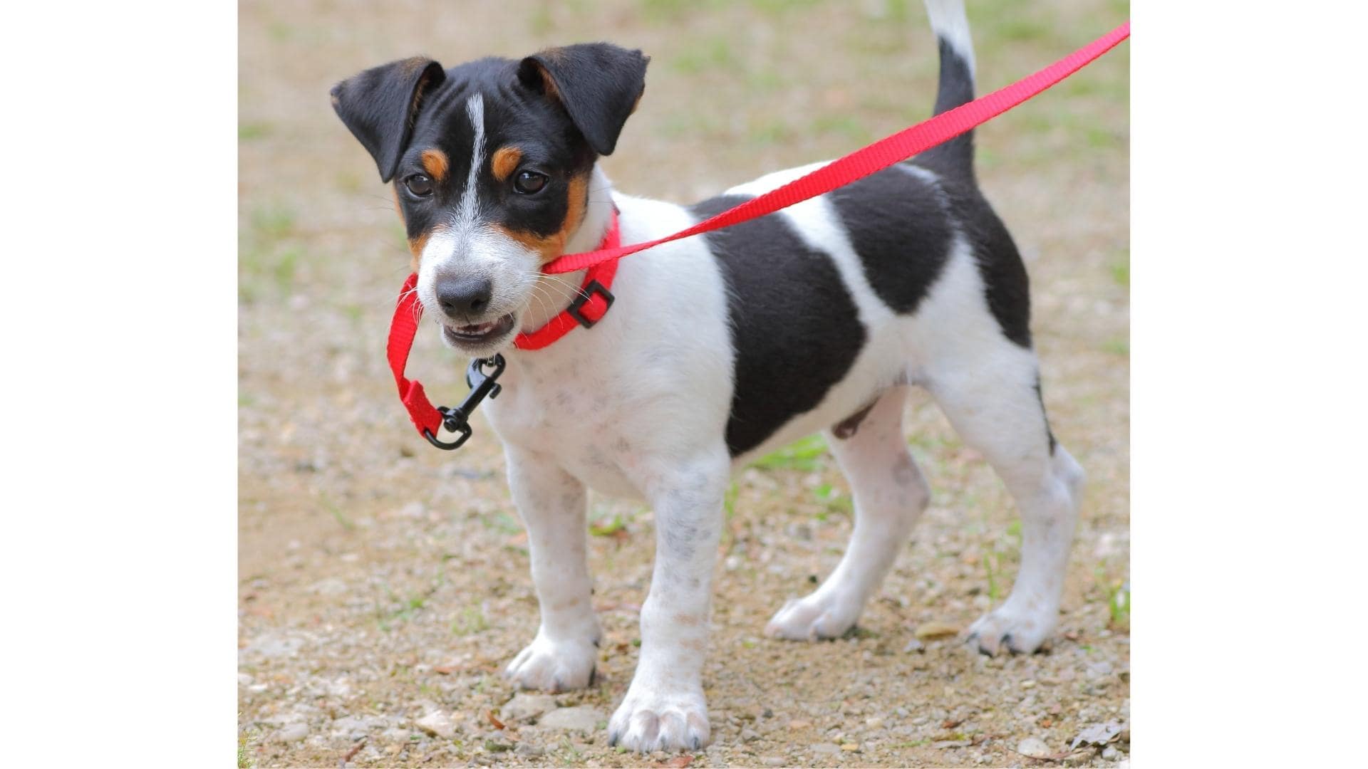 13 Small Black And White Dogs (With Pictures!)