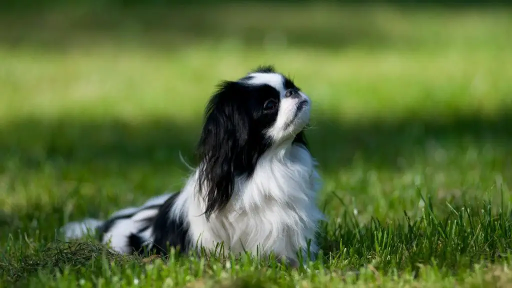 Japanese Chin