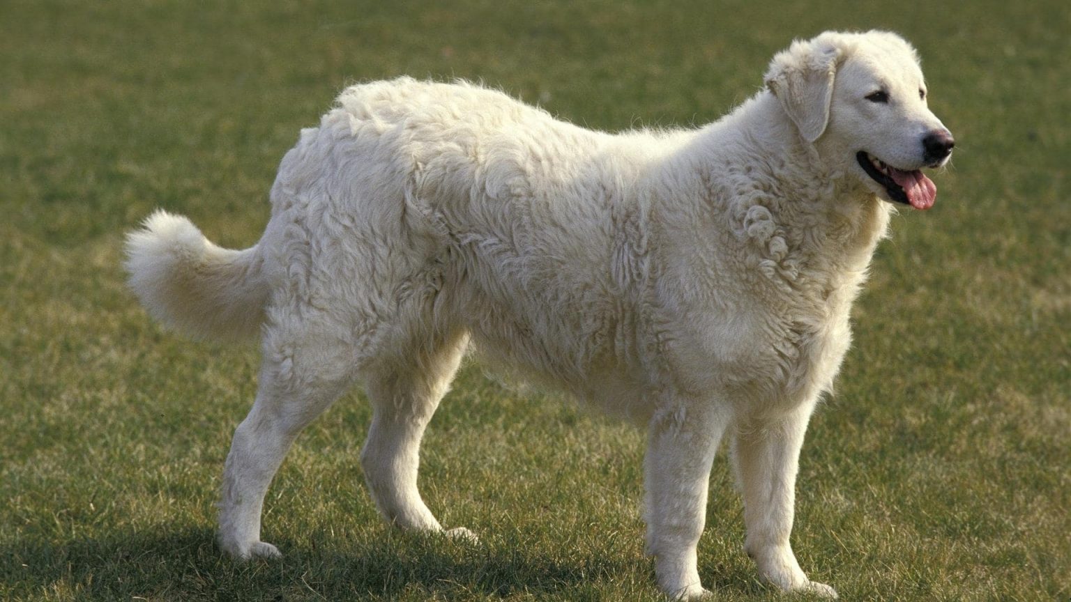 15 Big White Long Haired Dogs (With Pictures!)