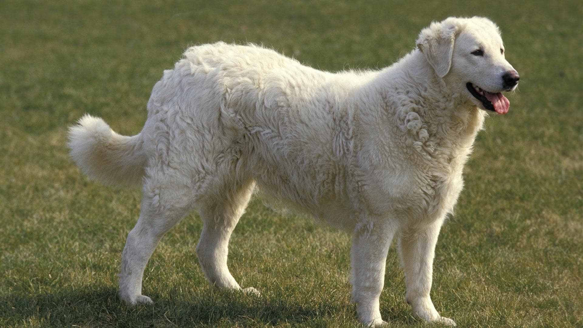 15 Big White Long Haired Dogs (with Pictures!)