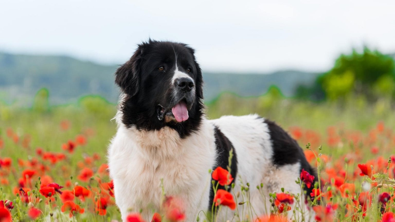 15 Big Black And White Dog Breeds (With Pictures)