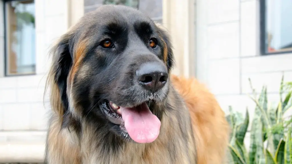 Leonberger bite force