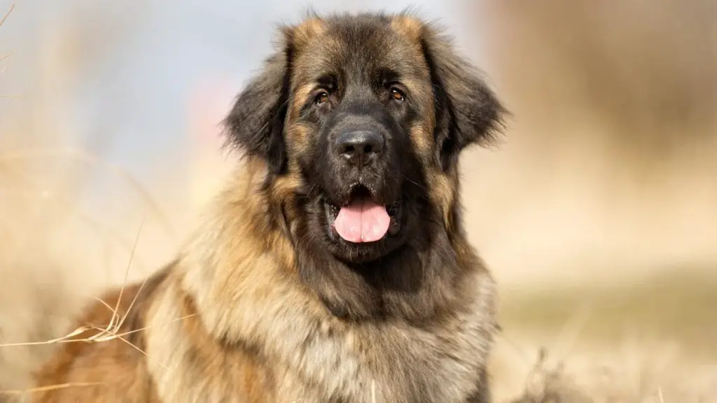 Leonberger bite force