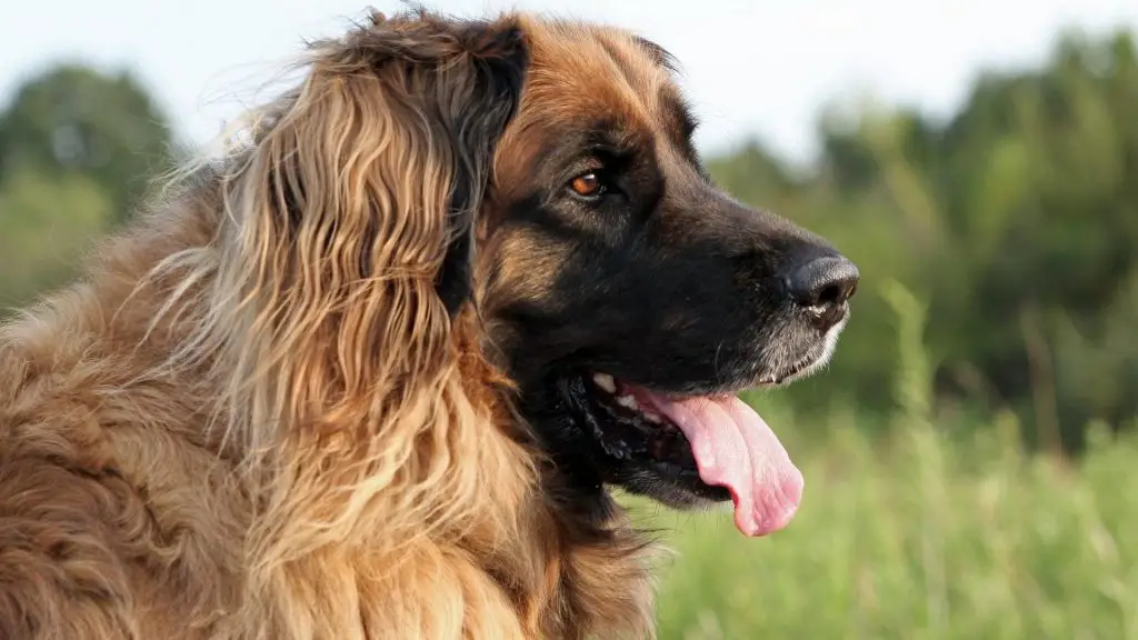 Leonberger bite force