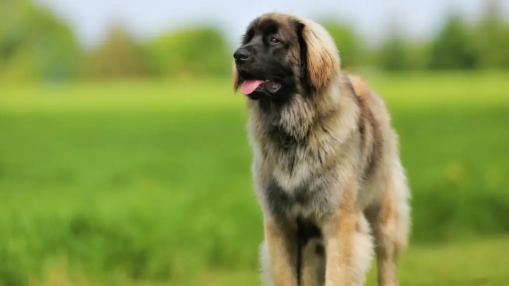 Leonberger