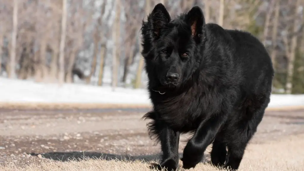 Long Haired German Shepherd