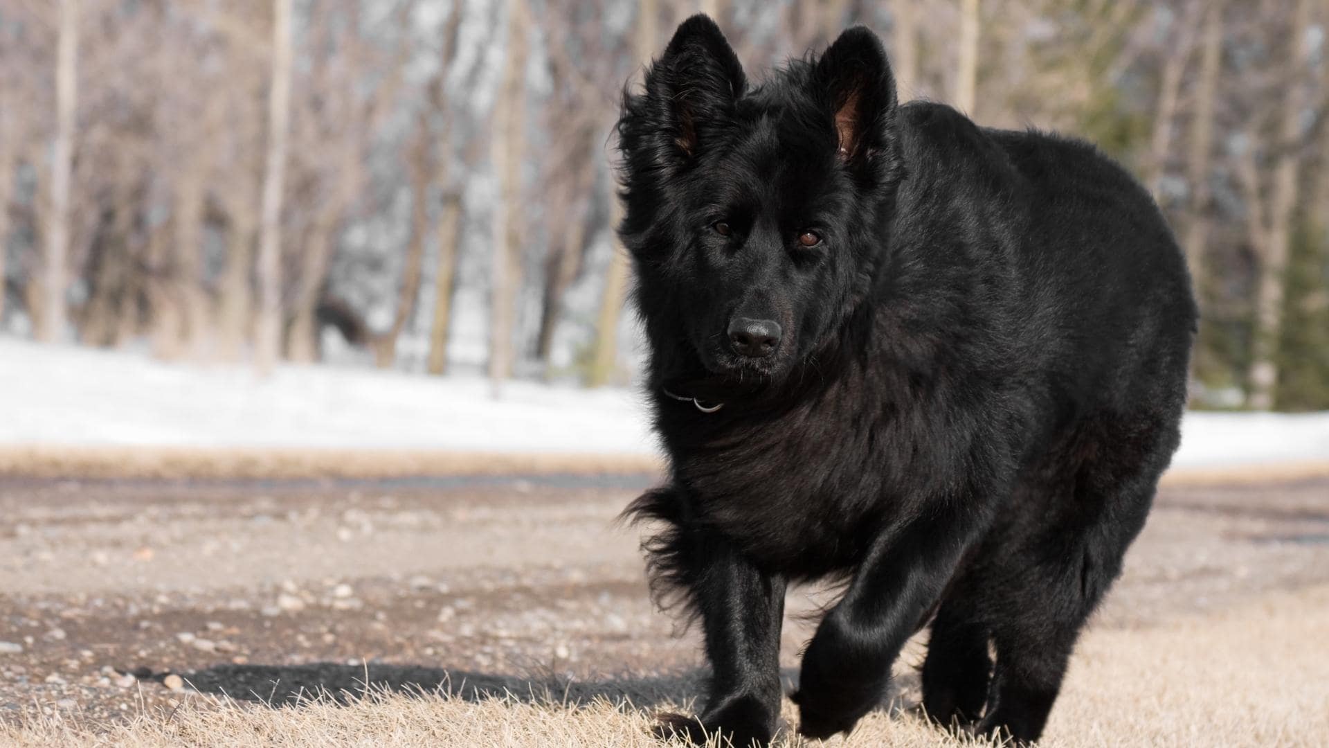 15 Big Fluffy Long Haired Black Dog Breeds (W/ Pictures)