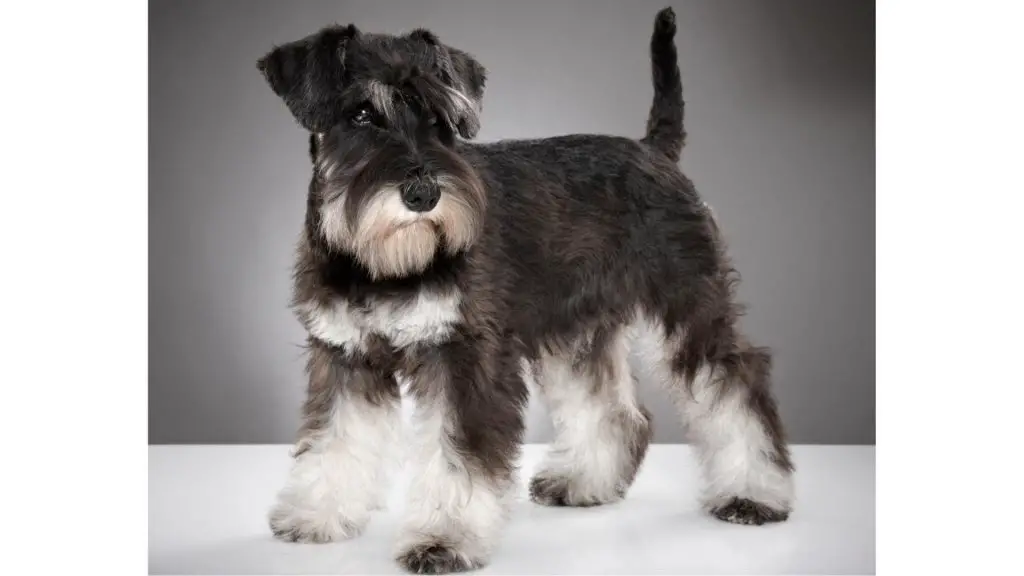 Miniature black and white Schnauzer