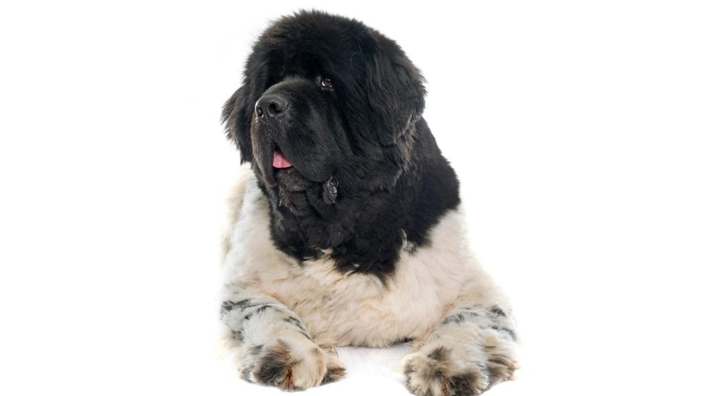 Newfoundland Dog