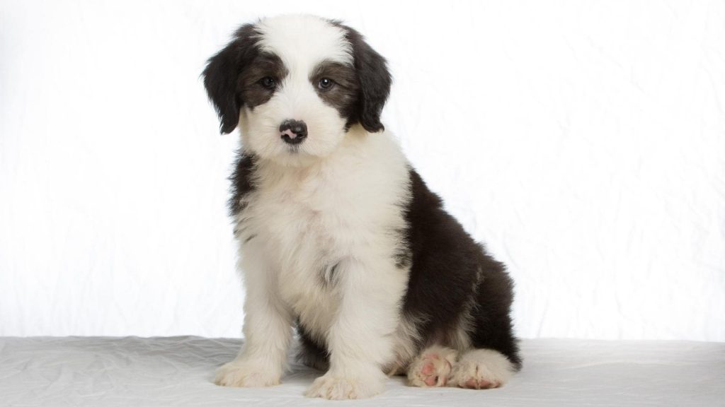 big black and white Old English Sheepdog