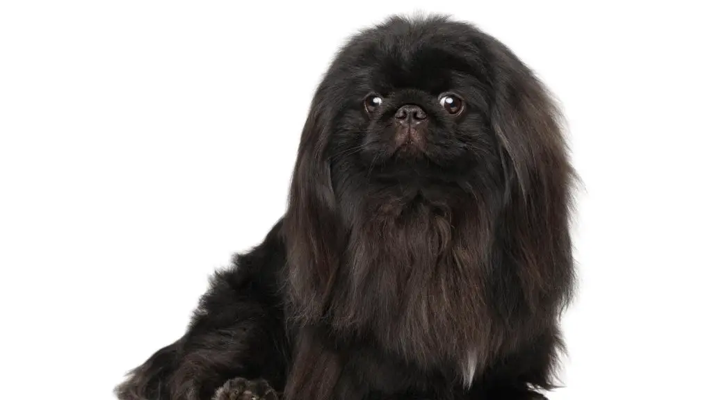 Pekingese