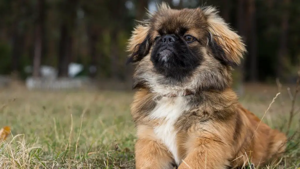 Pekingese