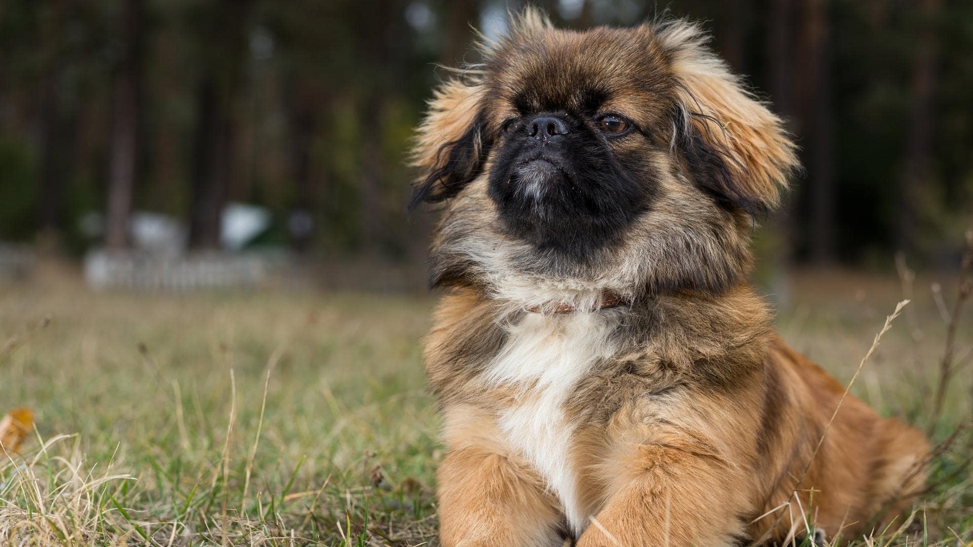 11 Dog Breeds With Black Muzzles (With Pictures!)