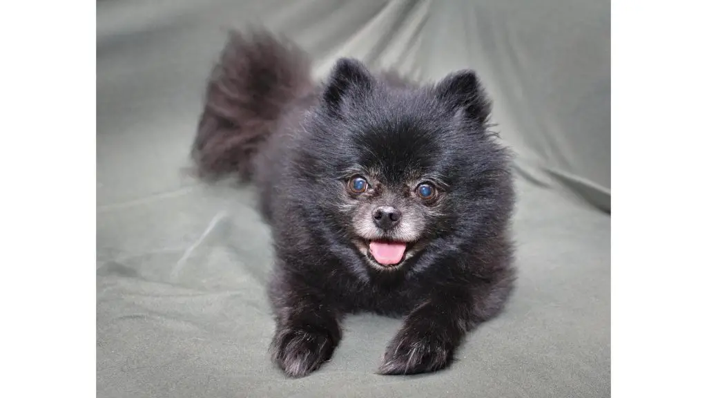 Pomeranian