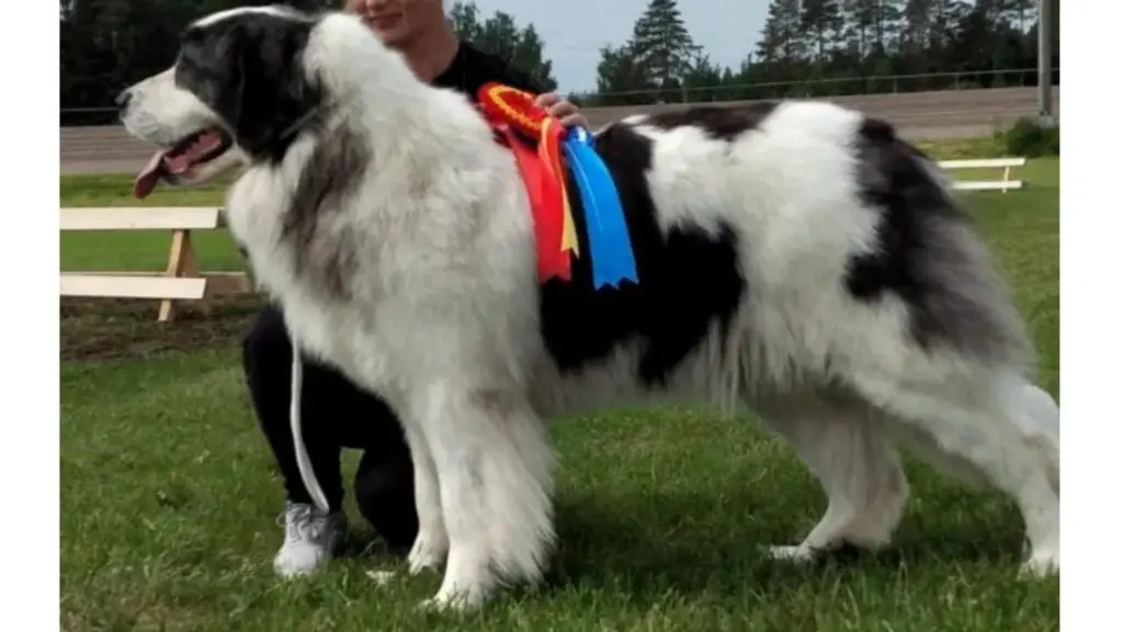 Pyrenean Mastiff