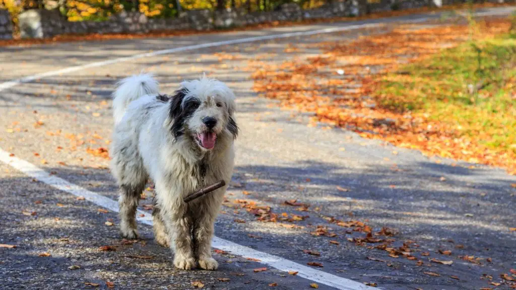 Romanian Mioritic Shepherd Dog