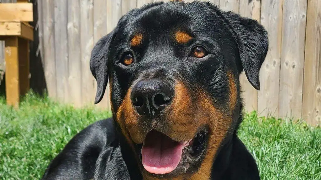 Rottweiler