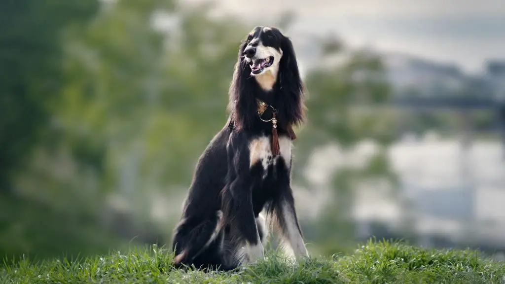 Saluki