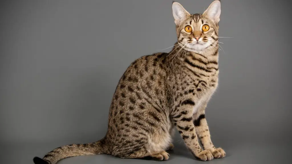 Savannah Cat