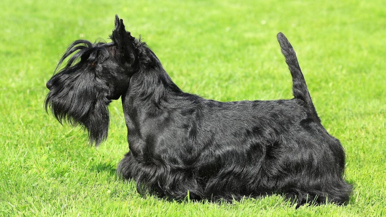 13 Small Fluffy Black Dogs (With Pictures)