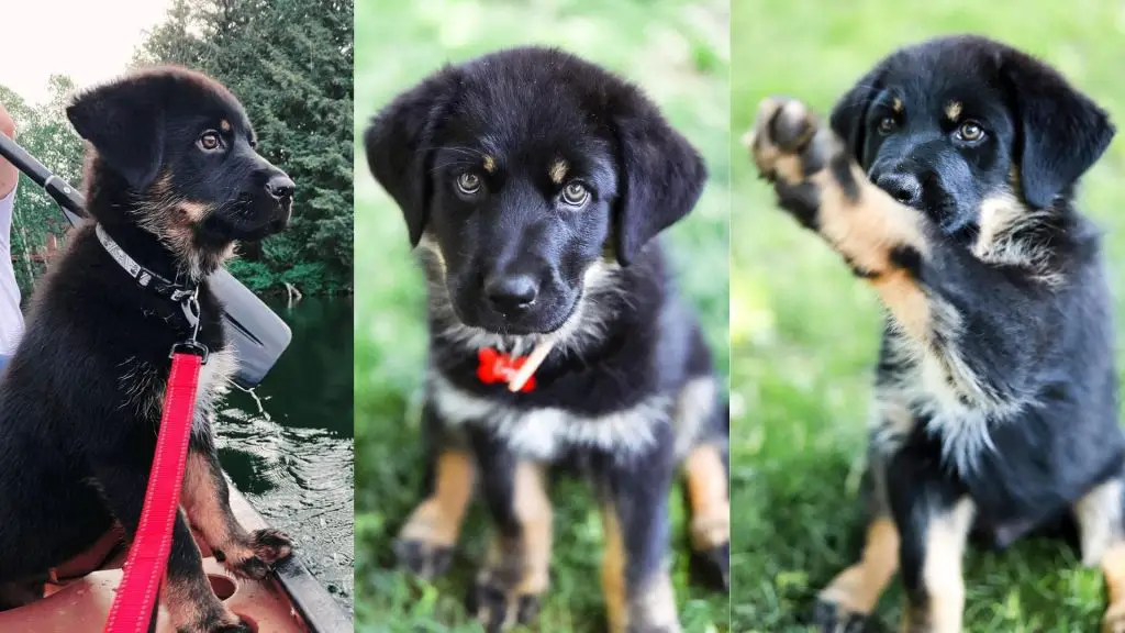 Shepsky Rottweiler puppy