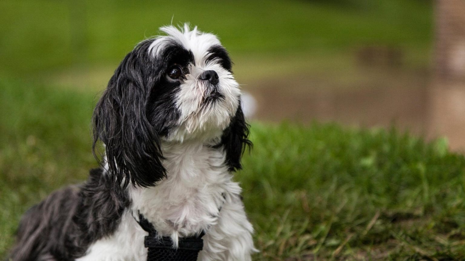 13 Small Black And White Dogs (With Pictures!)