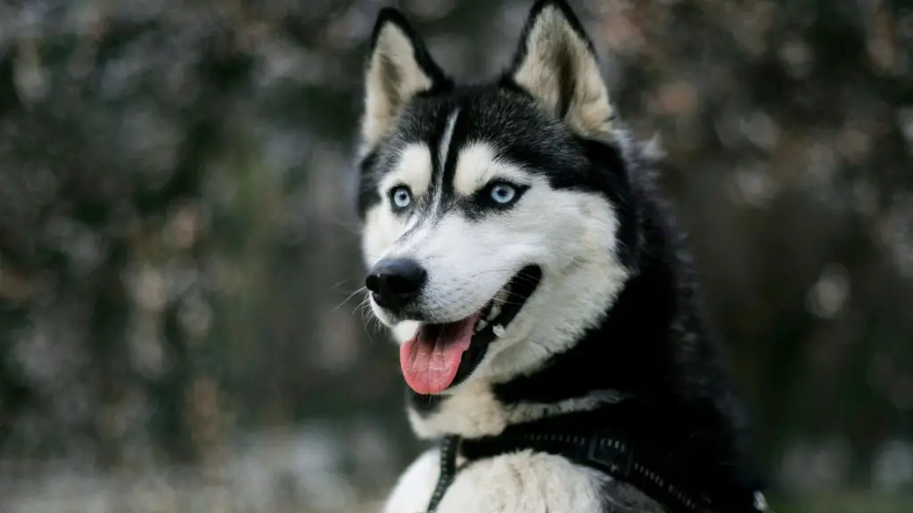 Siberian Husky