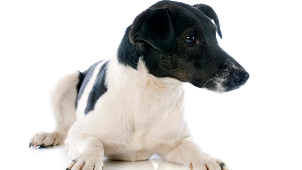 Smooth Fox Terrier with black muzzle